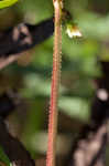 Arrowleaf tearthumb